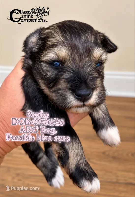 Senka – Miniature Schnauzer puppy for sale in Park Hill, OK
