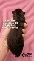 Crissie, a female Miniature Schnauzer for sale in Park Hill, OK – 2 of 2