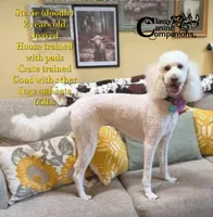 Stevie, a female Goldendoodle for sale in Park Hill, OK – 2 of 2