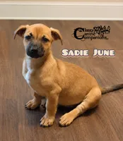 Sadie June, a female Dachshund and Miniature Pinscher for sale in Park Hill, OK – 3 of 4