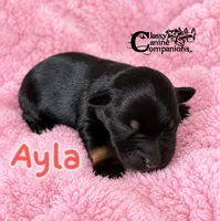 Ayla, a female Miniature Schnauzer for sale in Park Hill, OK – 2 of 2