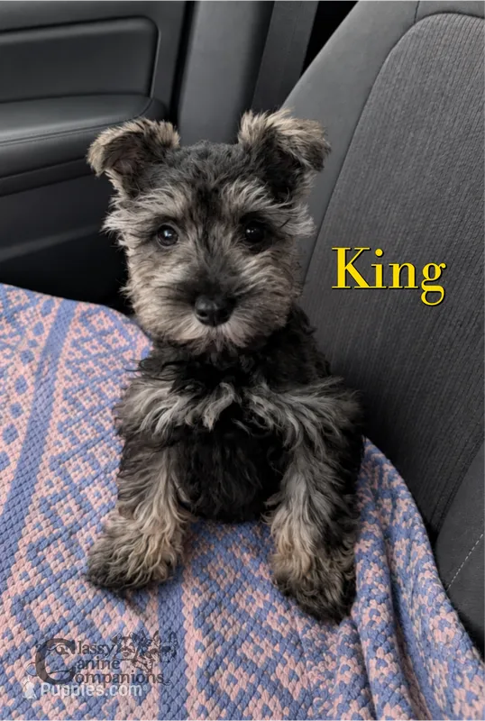King (AKC) salt/pepper charting 10-12lbs grown – Miniature Schnauzer puppy for sale in Park Hill, OK