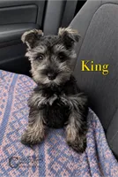 King (AKC) salt/pepper charting 10-12lbs grown, a male Miniature Schnauzer for sale in Park Hill, OK – 1 of 3