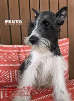 Pluto, a male Schnoodle for sale in Park Hill, OK – 3 of 3
