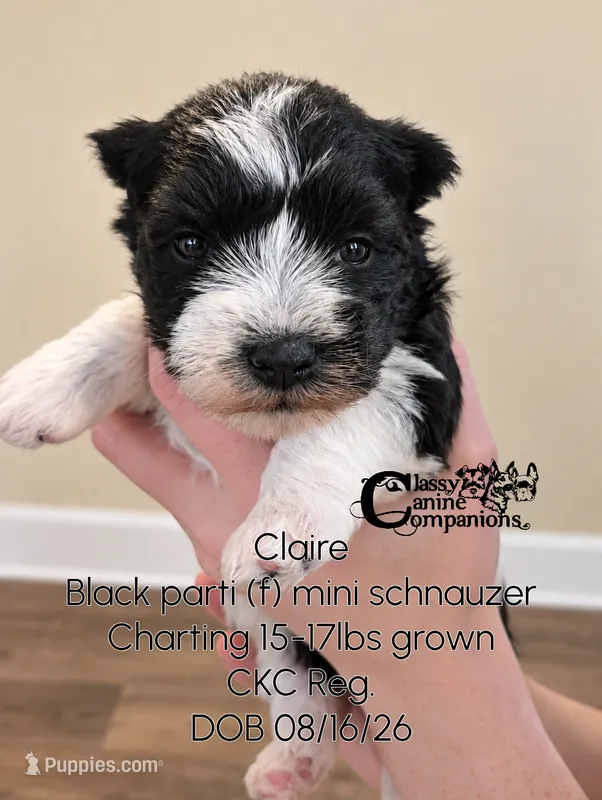 Claire (CKC Reg)  – Miniature Schnauzer puppy for sale in Park Hill, OK