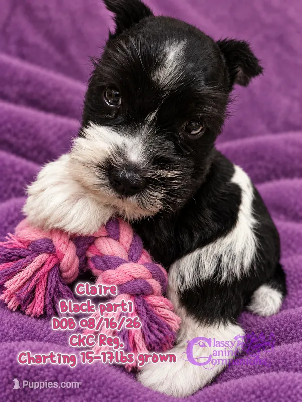 Claire  – Miniature Schnauzer puppy for sale in Park Hill, OK