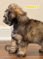 Pugsley, a male Miniature Schnauzer for sale in Park Hill, OK – 2 of 4