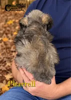 Pharrell , a male Miniature Schnauzer for sale in Park Hill, OK – 3 of 4