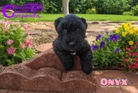 Onyx (AKC), a male Miniature Schnauzer for sale in Park Hill, OK – 3 of 5