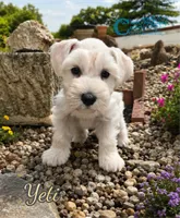 Yeti (AKC), a male Miniature Schnauzer for sale in Park Hill, OK – 4 of 4