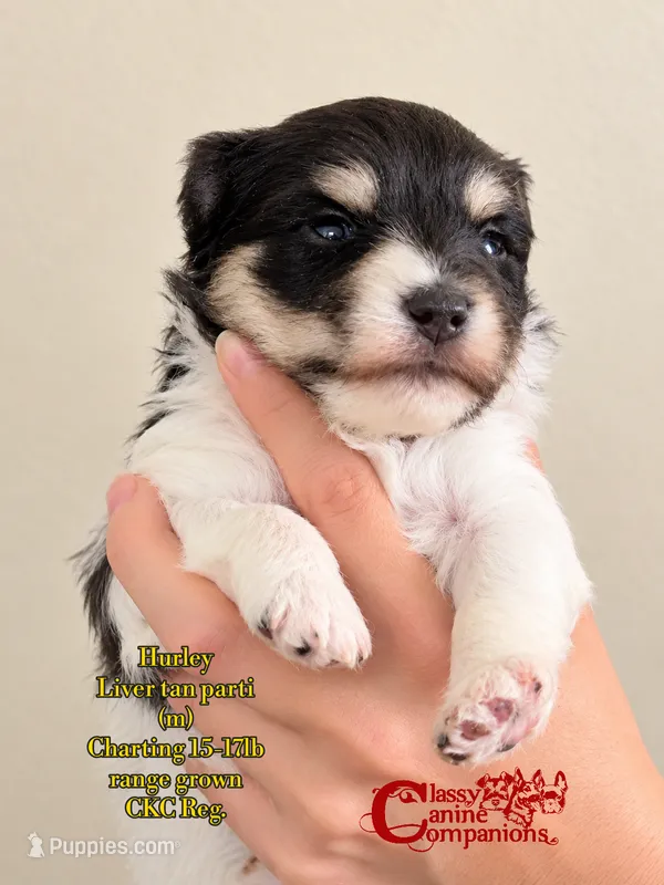 Hurley CKC Reg.  – Miniature Schnauzer puppy for sale in Park Hill, OK