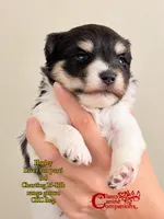 Hurley CKC Reg. , a male Miniature Schnauzer for sale in Park Hill, OK – 1 of 2