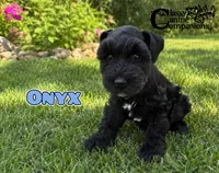 Onyx (AKC), a male Miniature Schnauzer for sale in Park Hill, OK – 2 of 5