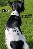 Pluto, a male Schnoodle for sale in Park Hill, OK – 2 of 3