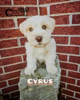 Cyrus (AKC), a male Miniature Schnauzer for sale in Park Hill, OK – 4 of 7
