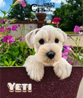 Yeti (AKC), a male Miniature Schnauzer for sale in Park Hill, OK – 3 of 4