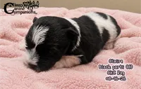 Claire (CKC Reg) Charting 15-17lbs grown, a female Miniature Schnauzer for sale in Park Hill, OK – 2 of 3