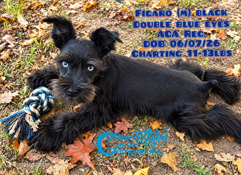 Figaro – Miniature Schnauzer puppy for sale in Park Hill, OK