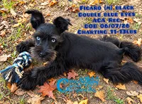 Figaro, a male Miniature Schnauzer for sale in Park Hill, OK – 1 of 3