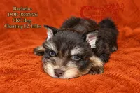 Bachelor, a male Miniature Schnauzer for sale in Park Hill, OK – 3 of 3