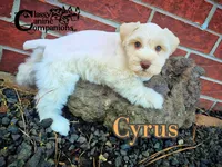 Cyrus (AKC), a male Miniature Schnauzer for sale in Park Hill, OK – 3 of 7