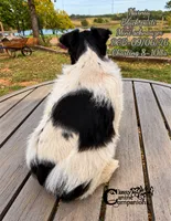 Narnia, a female Miniature Schnauzer for sale in Park Hill, OK – 2 of 2