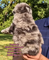 Virginia- F2B Doodle, a female Aussiedoodle for sale in Park Hill, OK – 3 of 3