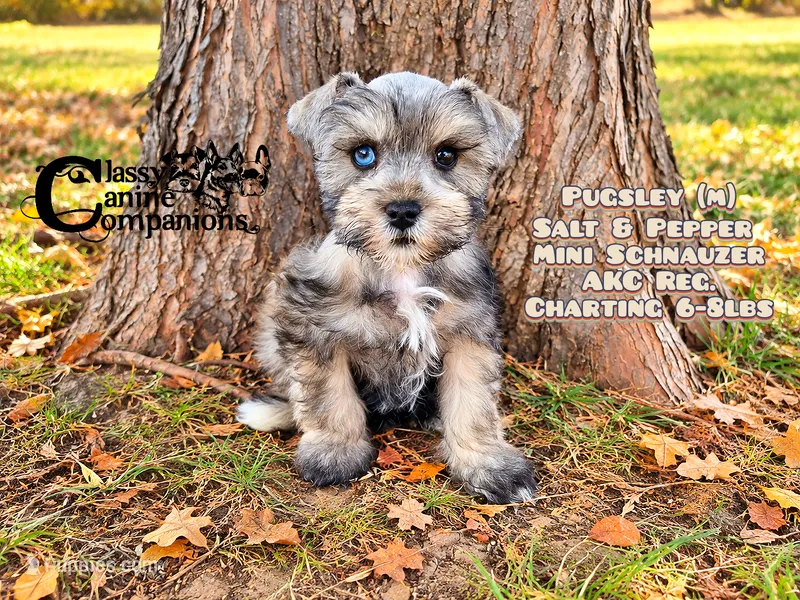 Pugsley – Miniature Schnauzer puppy for sale in Park Hill, OK