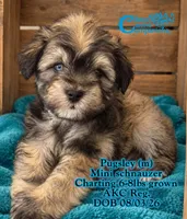 Pugsley, a male Miniature Schnauzer for sale in Park Hill, OK – 1 of 4