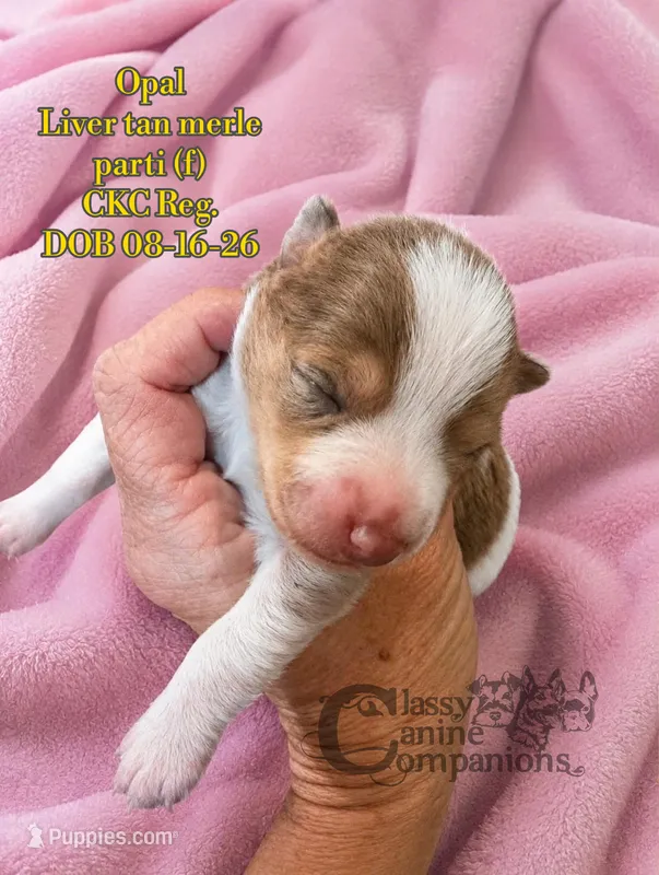 Opal – Miniature Schnauzer puppy for sale in Park Hill, OK