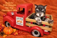 Bachelor, a male Miniature Schnauzer for sale in Park Hill, OK – 2 of 3