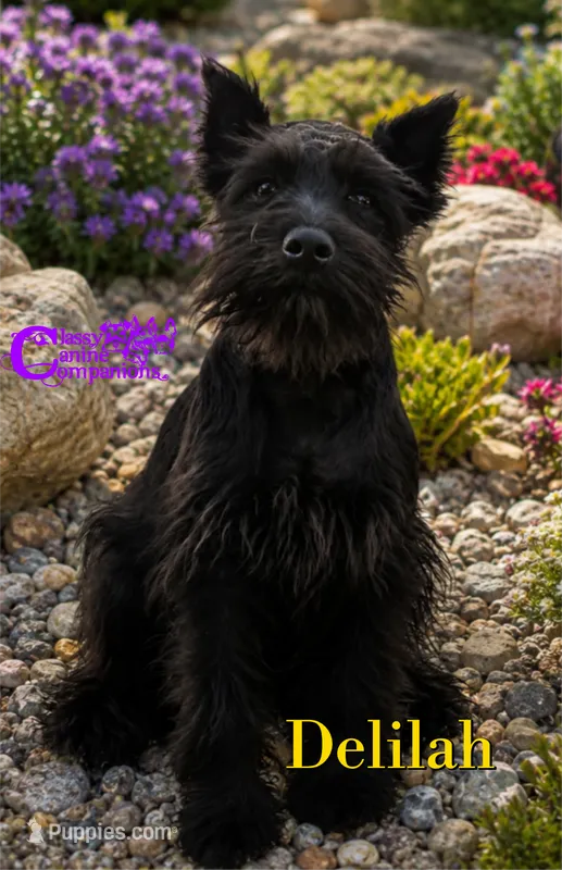 Delilah – Schnoodle puppy for sale in Park Hill, OK