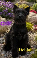 Delilah, a female Schnoodle for sale in Park Hill, OK – 1 of 2