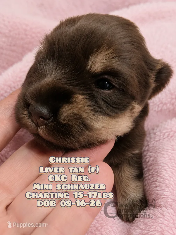 Crissie (charting 15-17lbs grown) CKC Reg – Miniature Schnauzer puppy for sale in Park Hill, OK