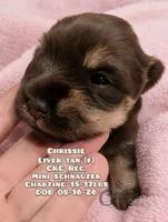 Crissie (charting 15-17lbs grown) CKC Reg, a female Miniature Schnauzer for sale in Park Hill, OK – 1 of 3