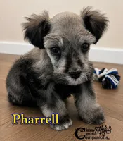 Pharrell (charting 6-7lbs grown), a male Miniature Schnauzer for sale in Park Hill, OK – 2 of 4