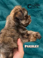 Pugsley, a male Miniature Schnauzer for sale in Park Hill, OK – 3 of 4