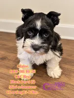 Claire , a female Miniature Schnauzer for sale in Park Hill, OK – 2 of 3
