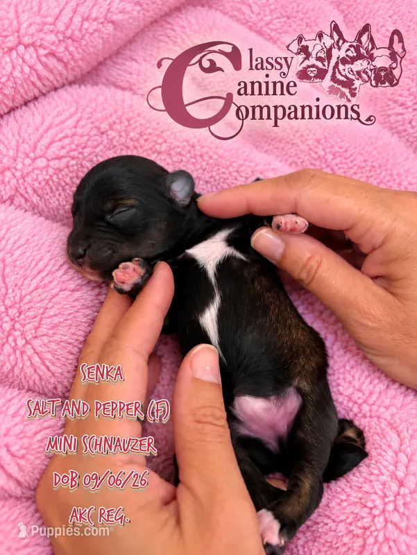 Senka – Miniature Schnauzer puppy for sale in Park Hill, OK