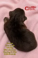Crissie (charting 15-17lbs grown) CKC Reg, a female Miniature Schnauzer for sale in Park Hill, OK – 2 of 3