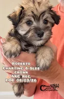 Roberto, a male Miniature Schnauzer for sale in Park Hill, OK – 2 of 4