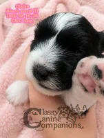 Claire (CKC Reg) Charting 15-17lbs grown, a female Miniature Schnauzer for sale in Park Hill, OK – 3 of 3
