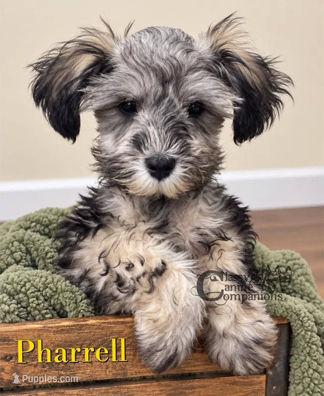 Pharrell (charting 7-9lbs grown) – Miniature Schnauzer puppy for sale in Park Hill, OK