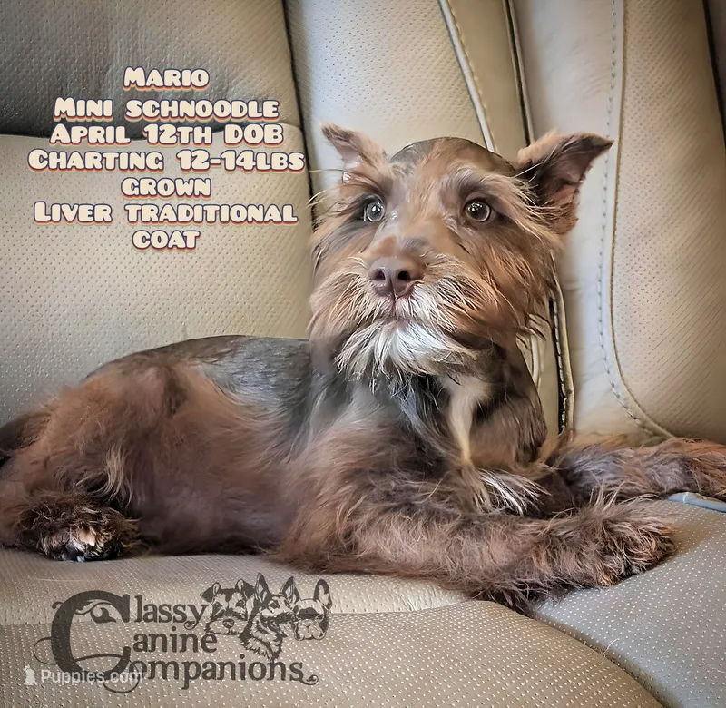 Mario – Schnoodle puppy for sale in Park Hill, OK