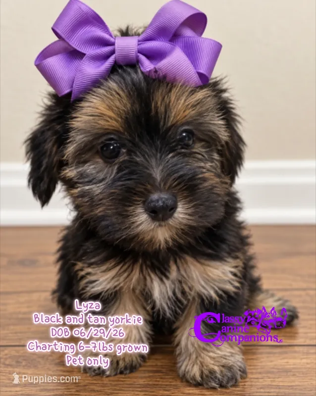 Lyza – Yorkshire Terrier puppy for sale in Park Hill, OK