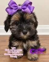 Lyza, a female Yorkshire Terrier for sale in Park Hill, OK – 1 of 1