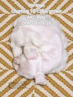 He-man, a male Miniature Schnauzer for sale in Park Hill, OK – 3 of 5