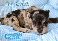 Bostwick, a male Miniature Schnauzer for sale in Park Hill, OK – 2 of 2