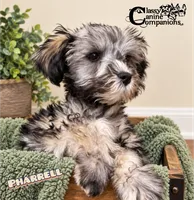Pharrell (charting 7-9lbs grown), a male Miniature Schnauzer for sale in Park Hill, OK – 3 of 3