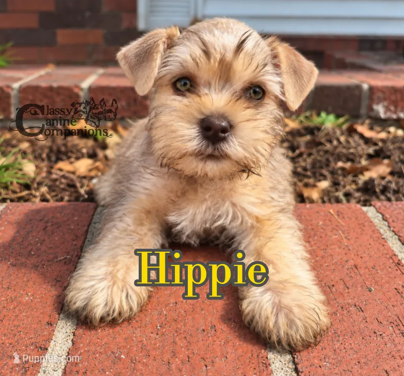 Hippie – Miniature Schnauzer puppy for sale in Park Hill, OK